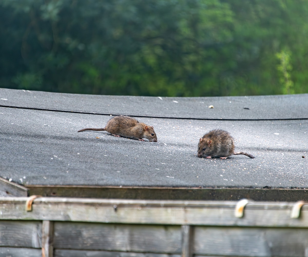 The Most Common Cold-Weather Pests in Staffordshire