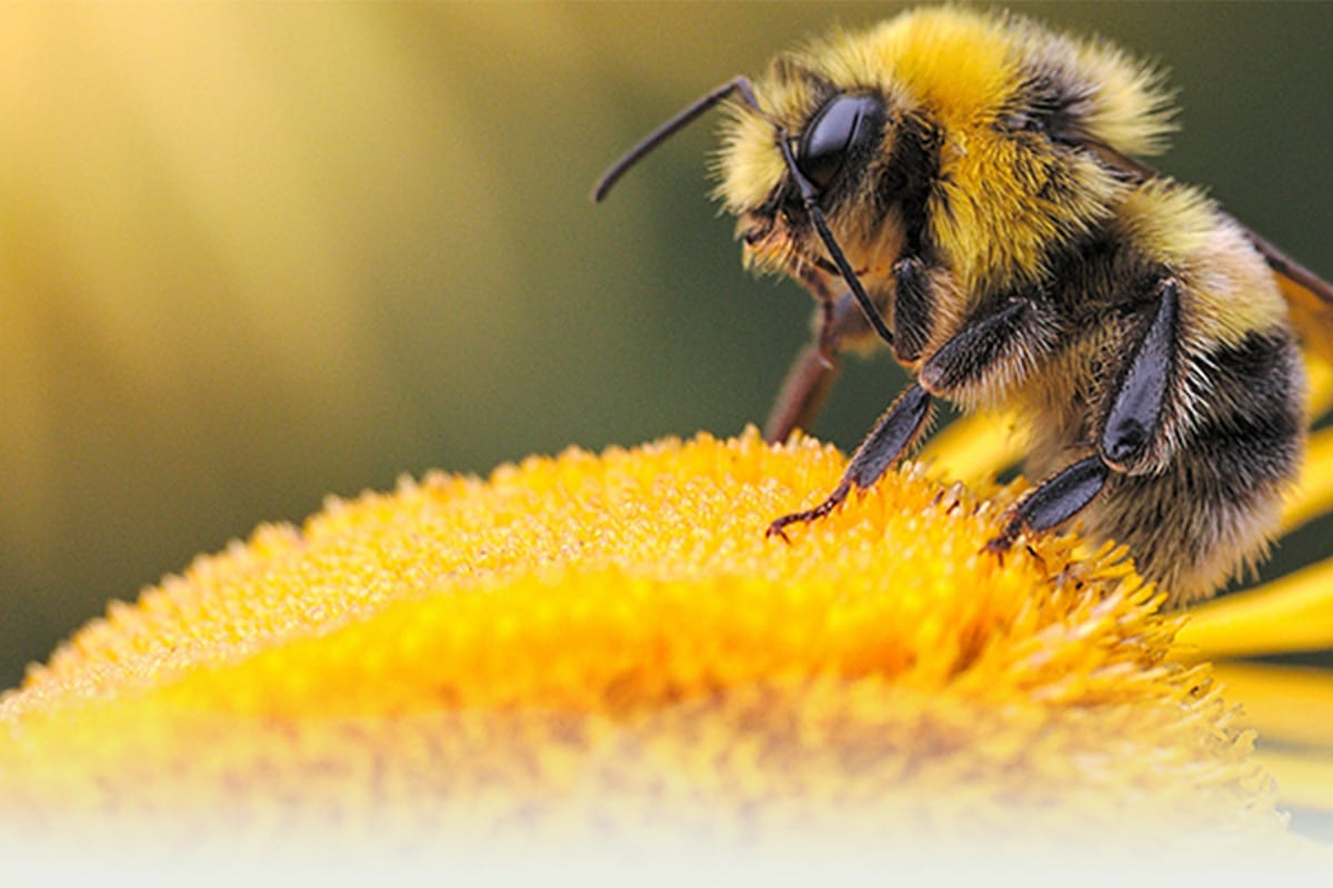town-country-pest-control.co.uk-expert-pest-control-common-pests-staffordshire-bees-facebook