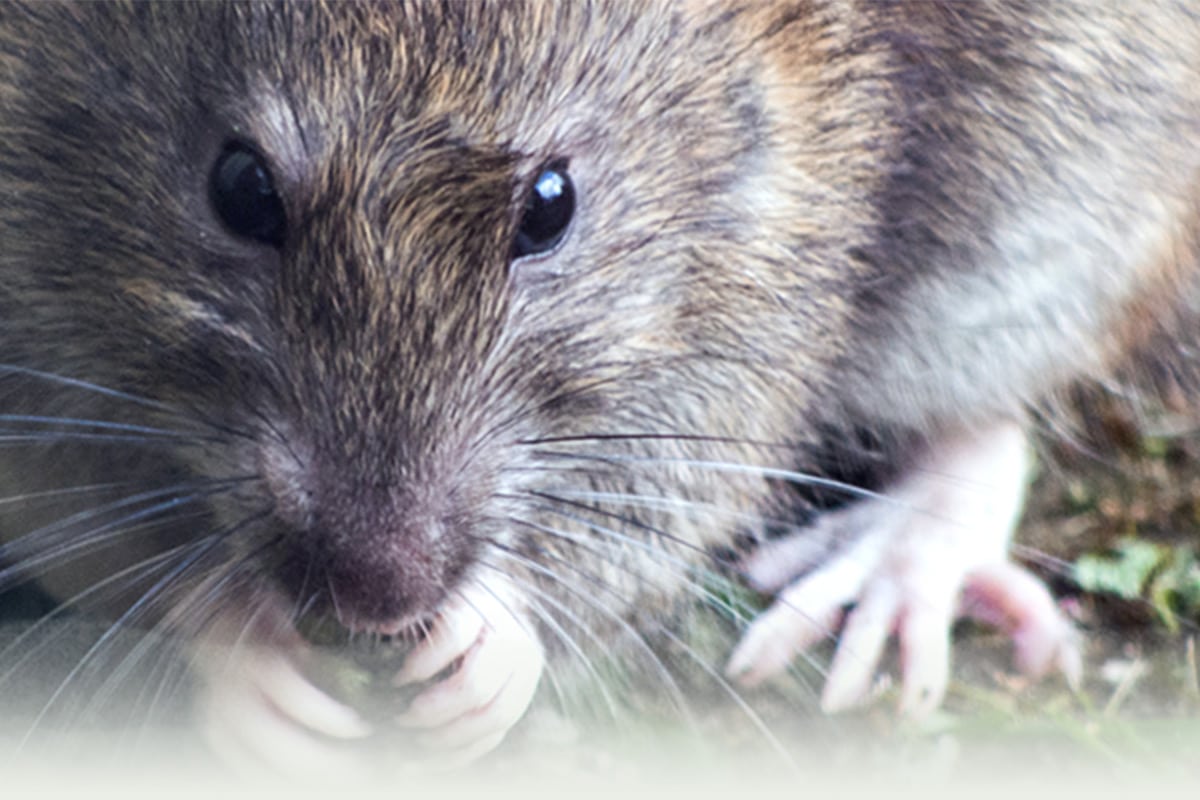town-country-pest-control.co.uk-expert-pest-control-common-pests-staffordshire-brown-rat-facebook