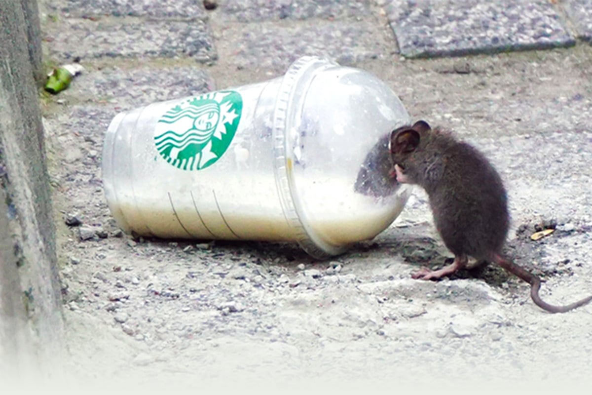 town-country-pest-control.co.uk-expert-pest-control-common-pests-staffordshire-garden-mice-facebook