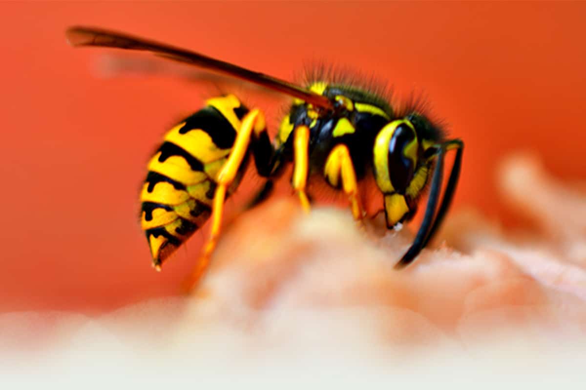town-country-pest-control.co.uk-expert-pest-control-common-pests-staffordshire-wasps-facebook